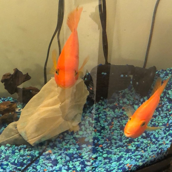 Meet your Posher, Christine - Picture 1 of 1